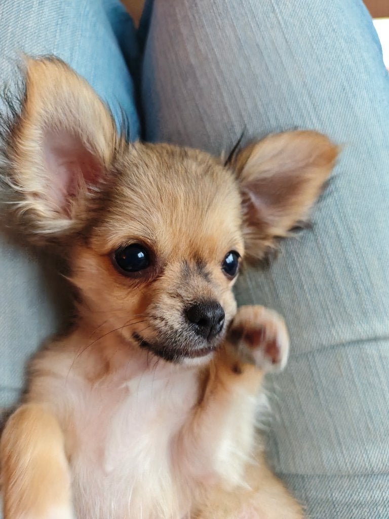 Chihuahua, Dieren en Toebehoren, 15 weken tot 1 jaar, Reu, Eén hond, Chihuahua