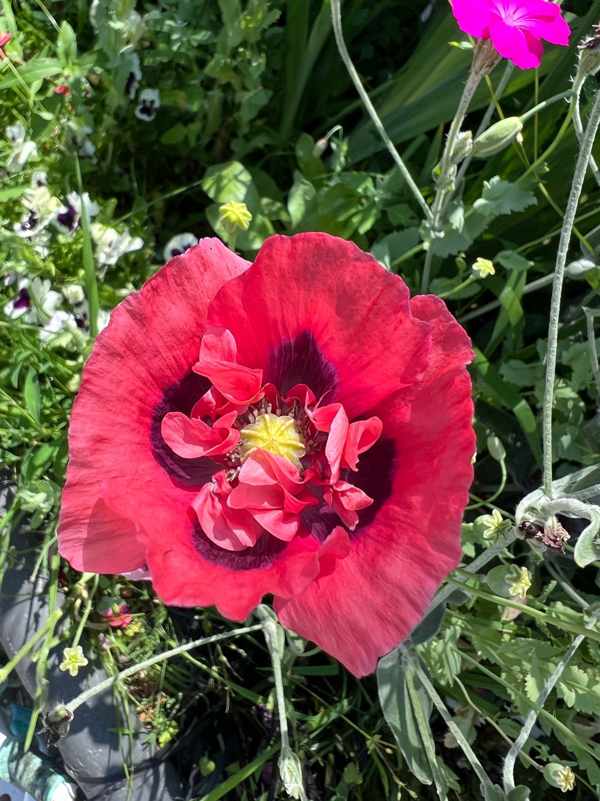 Zaden van bloemen: Papaver, Lupine, Lathyrus en meer, Ophalen of Verzenden, Volle zon