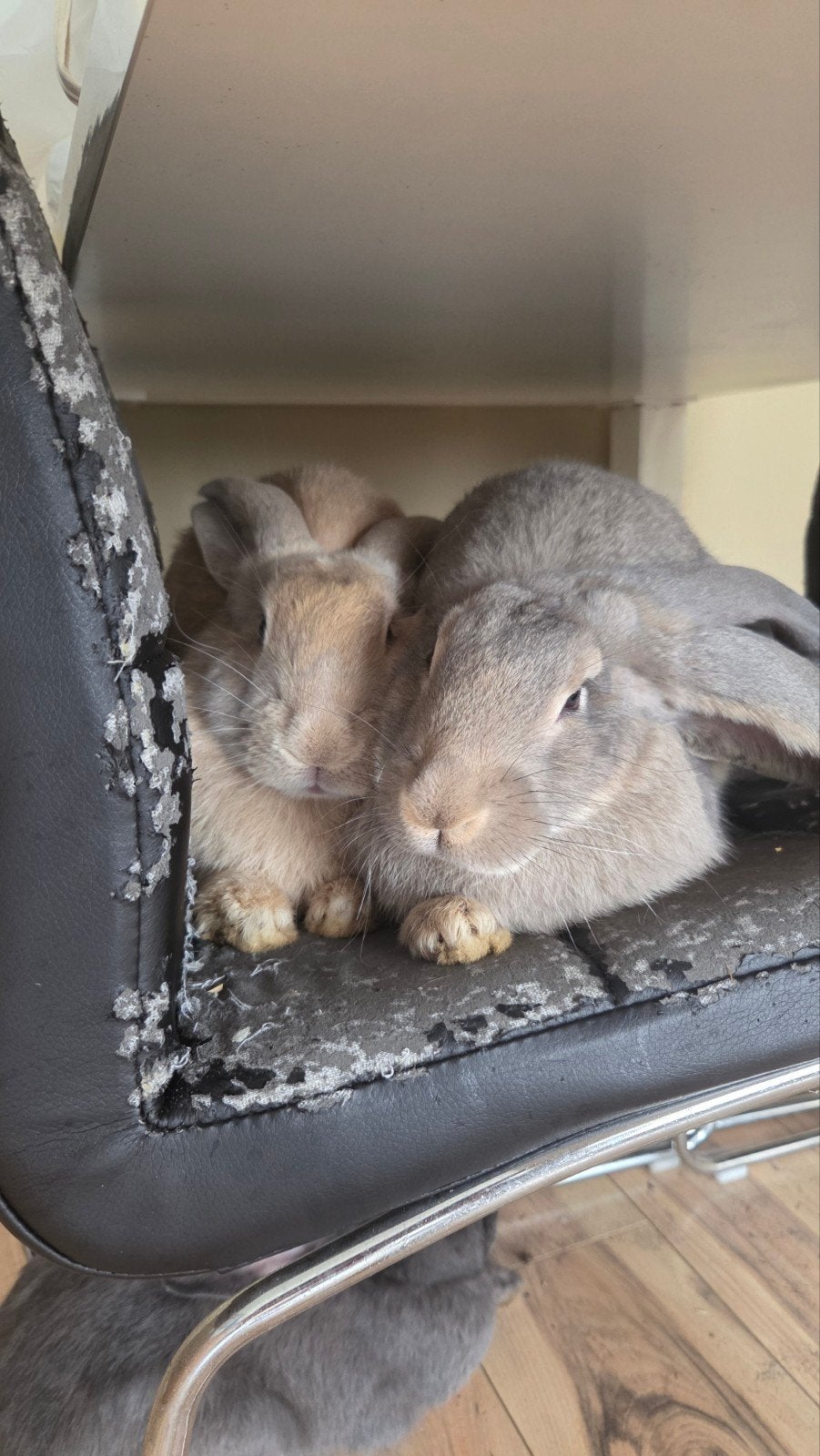 lieve vlaamse reuzen (konijnen), Dieren en Toebehoren, Meerdere dieren, Groot, 0 tot 2 jaar