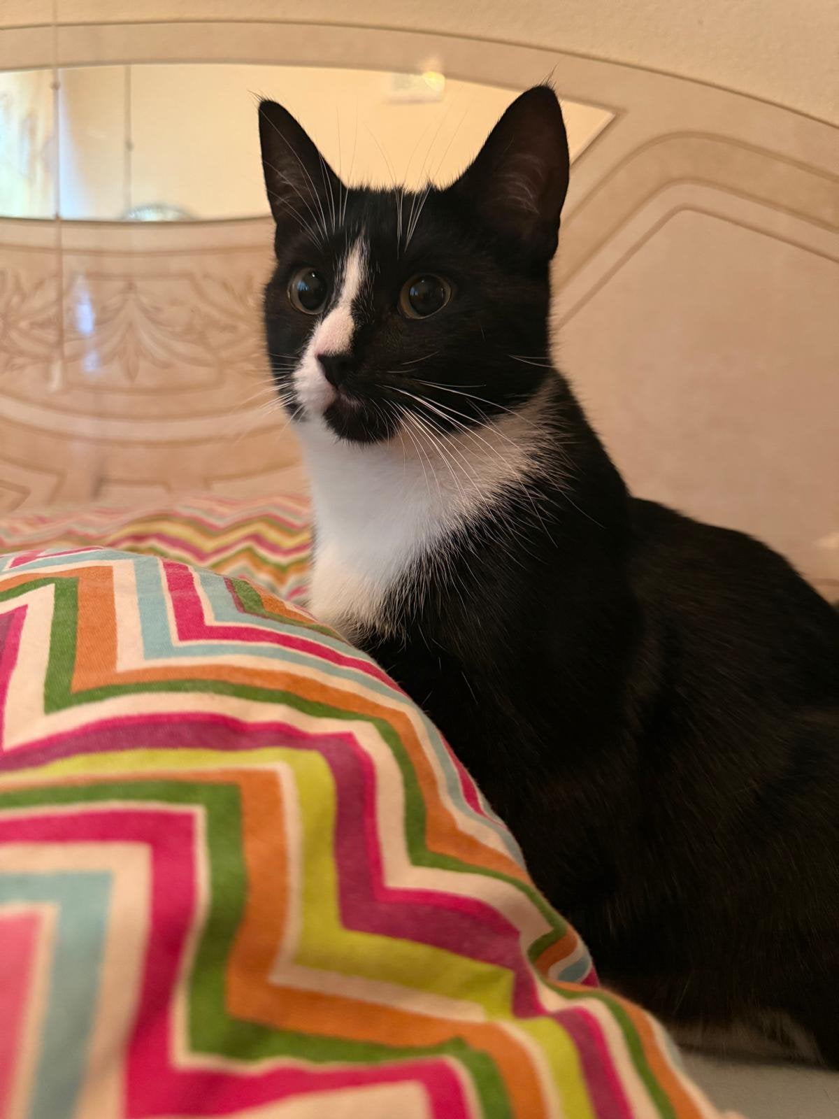 Kat, Meerdere dieren, Met stamboom, 0 tot 2 jaar