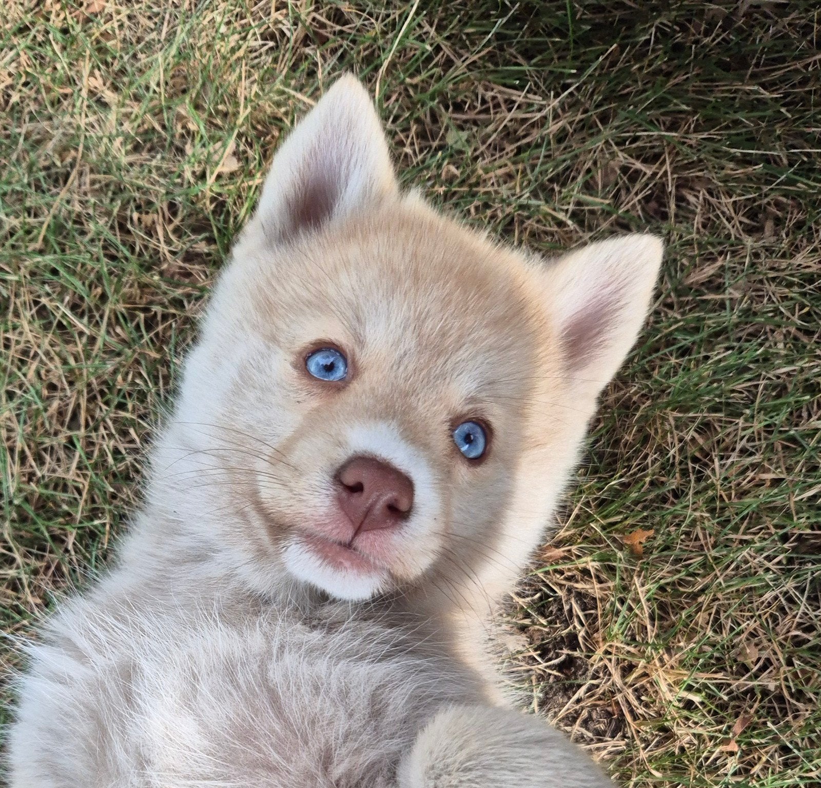 Pomsky pups (kwart Shiba inu), Nederland, 8 tot 15 weken, CDV (hondenziekte), Meerdere
