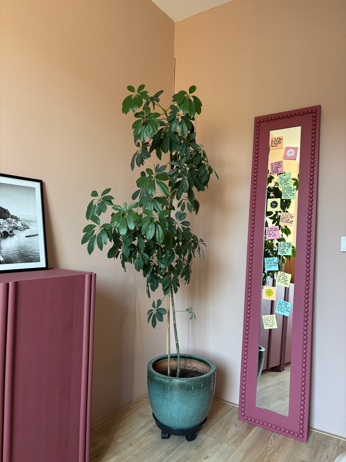 Grote Schefflera (Vingersboom) - Hoogte ongeveer 160cm, Ophalen, Overige soorten, Halfschaduw, In pot