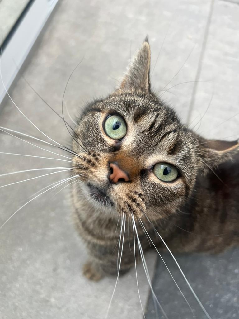 Hele lieve gesteriliseerde poes met mandje en krabmatje, Dieren en Toebehoren, Ophalen of Verzenden