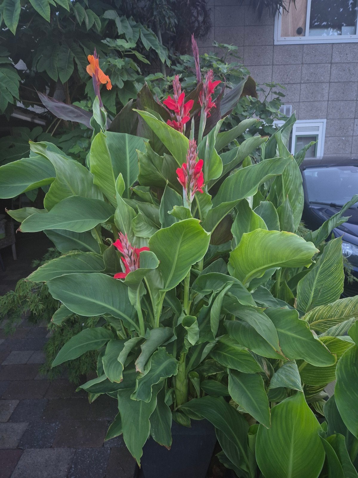 Mooie canna planten div soorten zie foto's, Tuin en Terras, Planten | Tuinplanten, Ophalen, Overige soorten, Volle zon