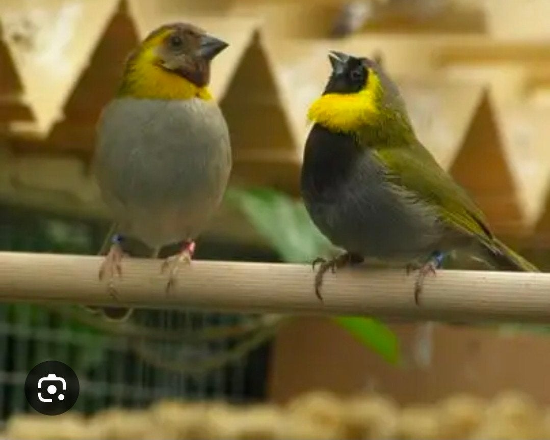 Cuba vink koppel of pop gezocht., Meerdere dieren, Parkiet