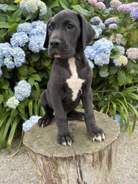 Prachtige Duitse dog pups, Parvo, Nederland, Overige rassen, 8 tot 15 weken