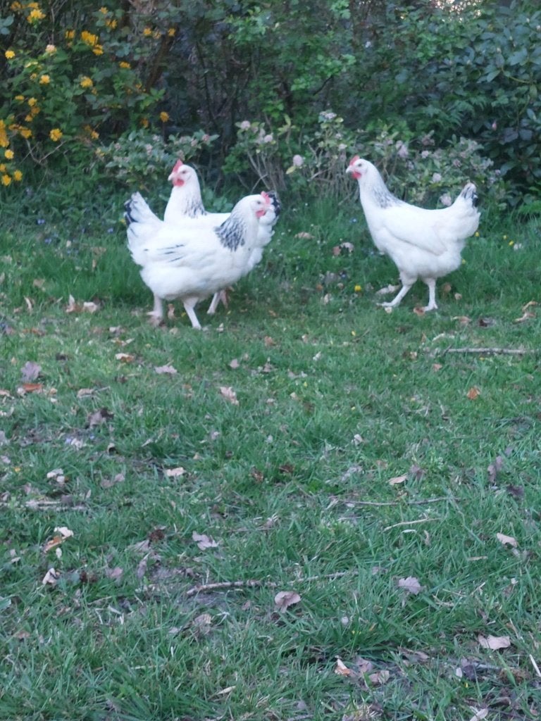 Sussex kippen - Tegen de leg -vriendelijk en dociel karakter, Dieren en Toebehoren, Pluimvee, Vrouwelijk, Kip