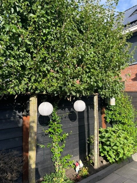 Leilinder bomen, Tuin en Terras, Ophalen, Gebruikt
