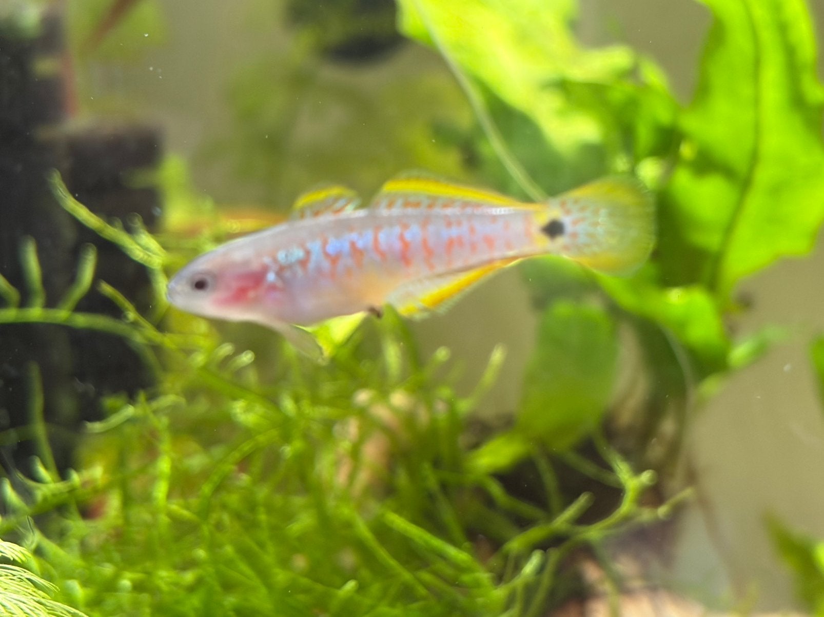 Tateurndina ocellicauda - pauwooggrondel gezonde nakweek!, Dieren en Toebehoren, Vissen | Aquariumvissen, Vis, Zoetwatervis, Schoolvis