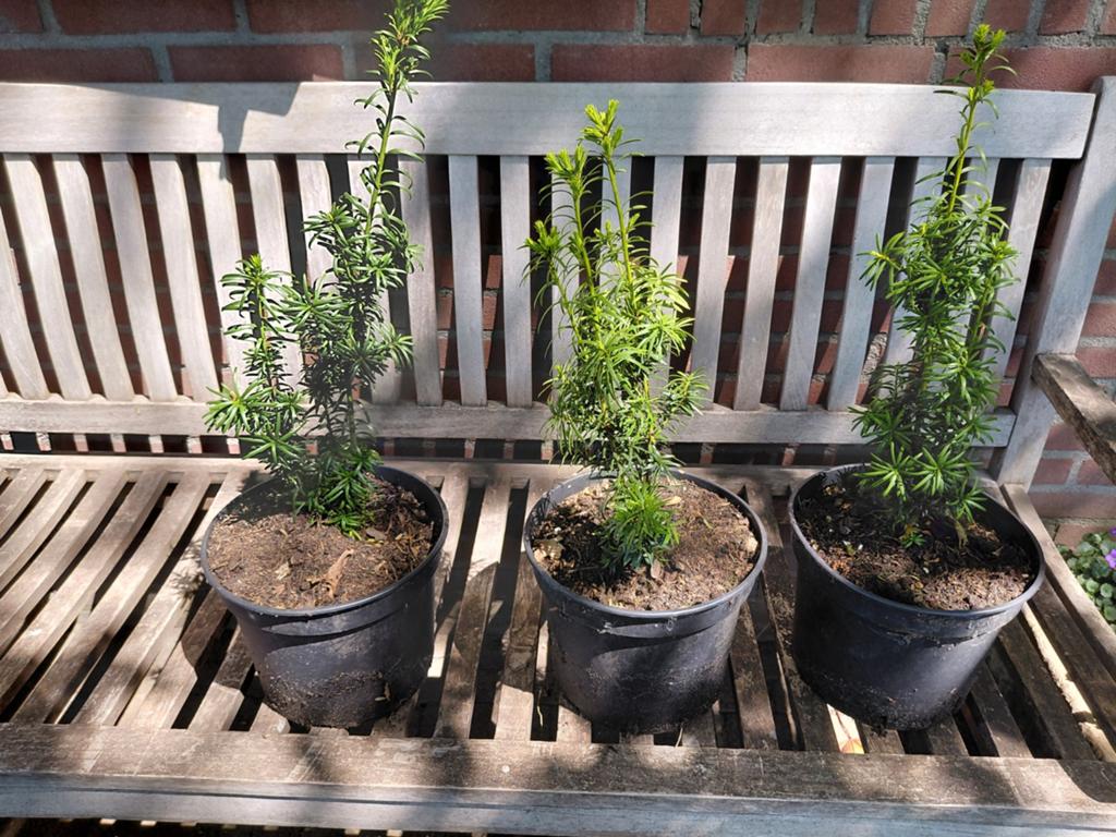 Taxus bacata fasticiata, Ophalen, Rond, Steen, Minder dan 30 cm