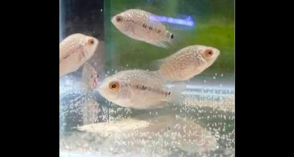 Flowerhorn baby's GEZOCHT, Dieren en Toebehoren, Vissen | Aquariumvissen, Vis