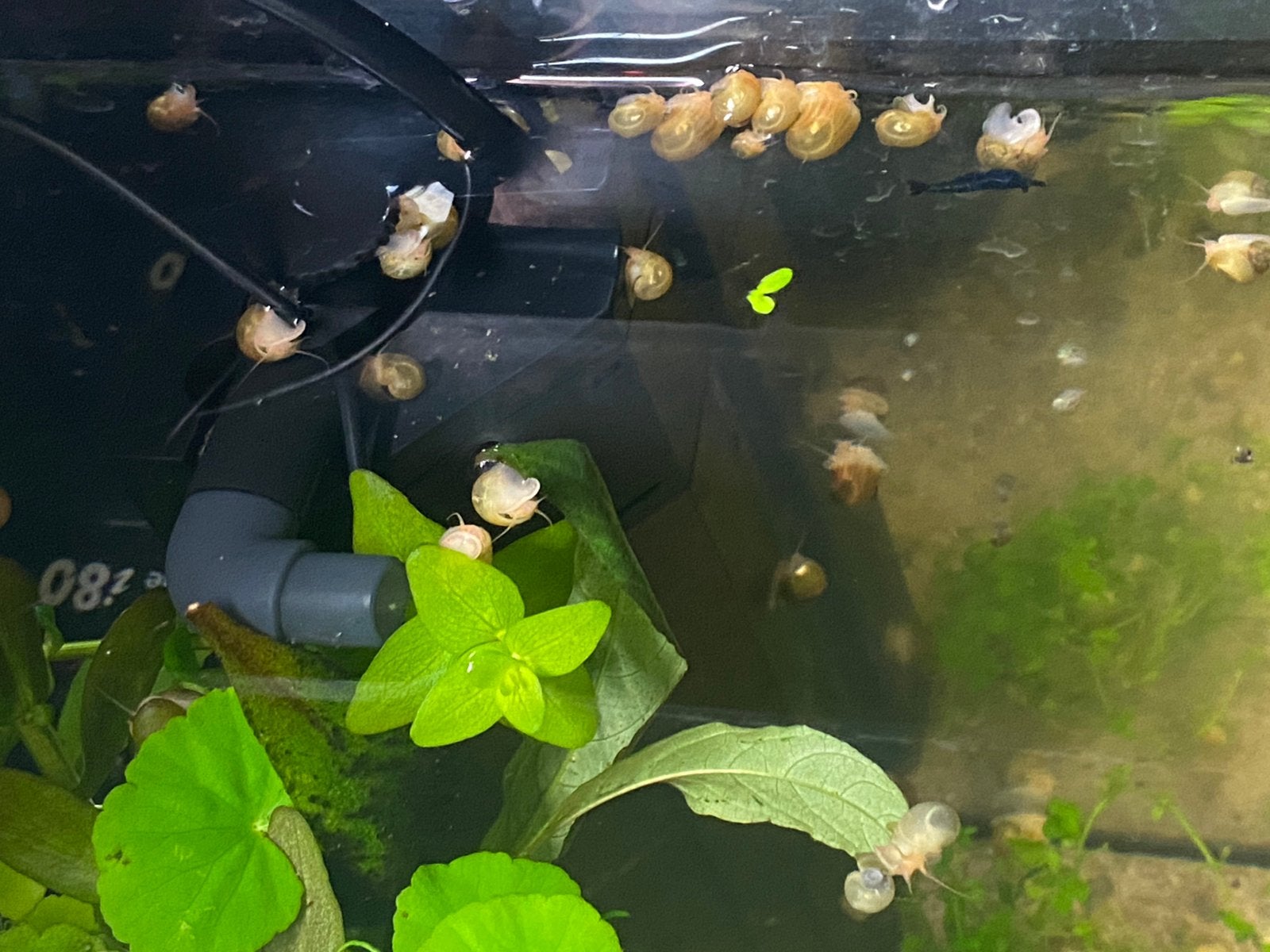 Jonge appelslakken, Dieren en Toebehoren, Vissen | Aquariumvissen, Vis
