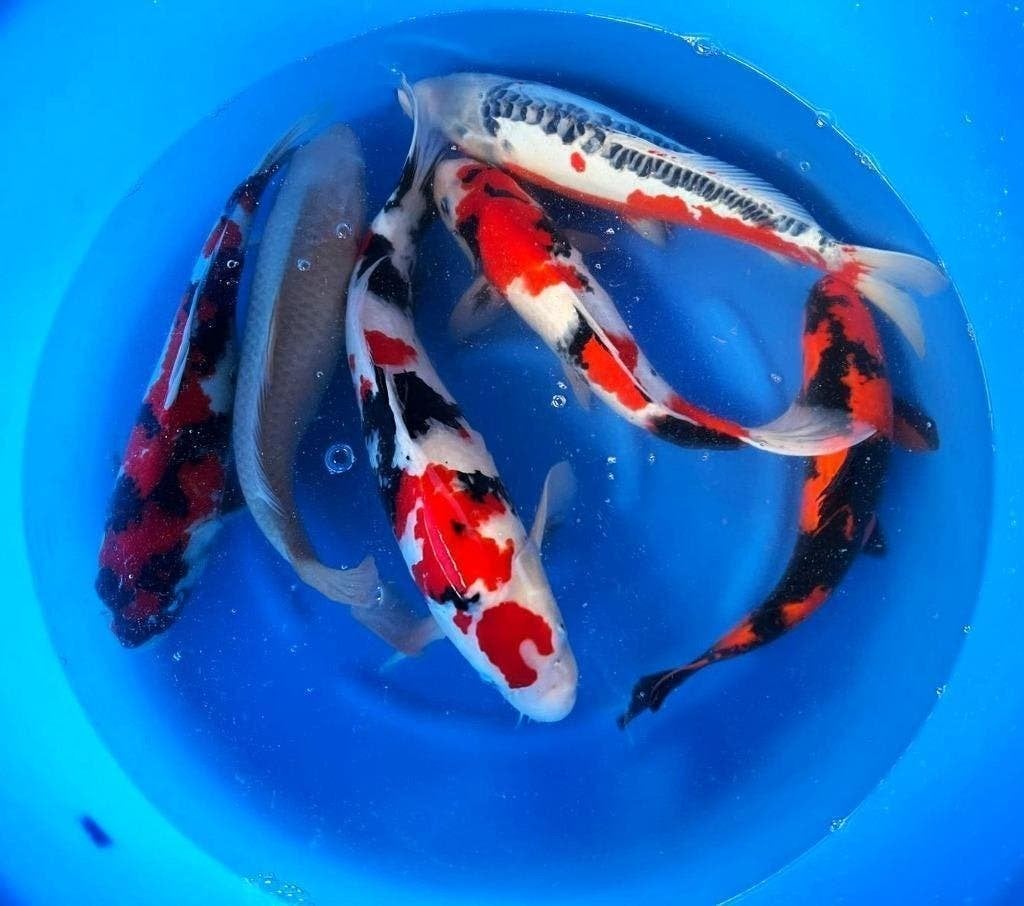 Jumbo Nisai, Japanse kweker Marusei, keus uit honderden koi, Dieren en Toebehoren, Vissen | Vijvervissen, Karper of Koi