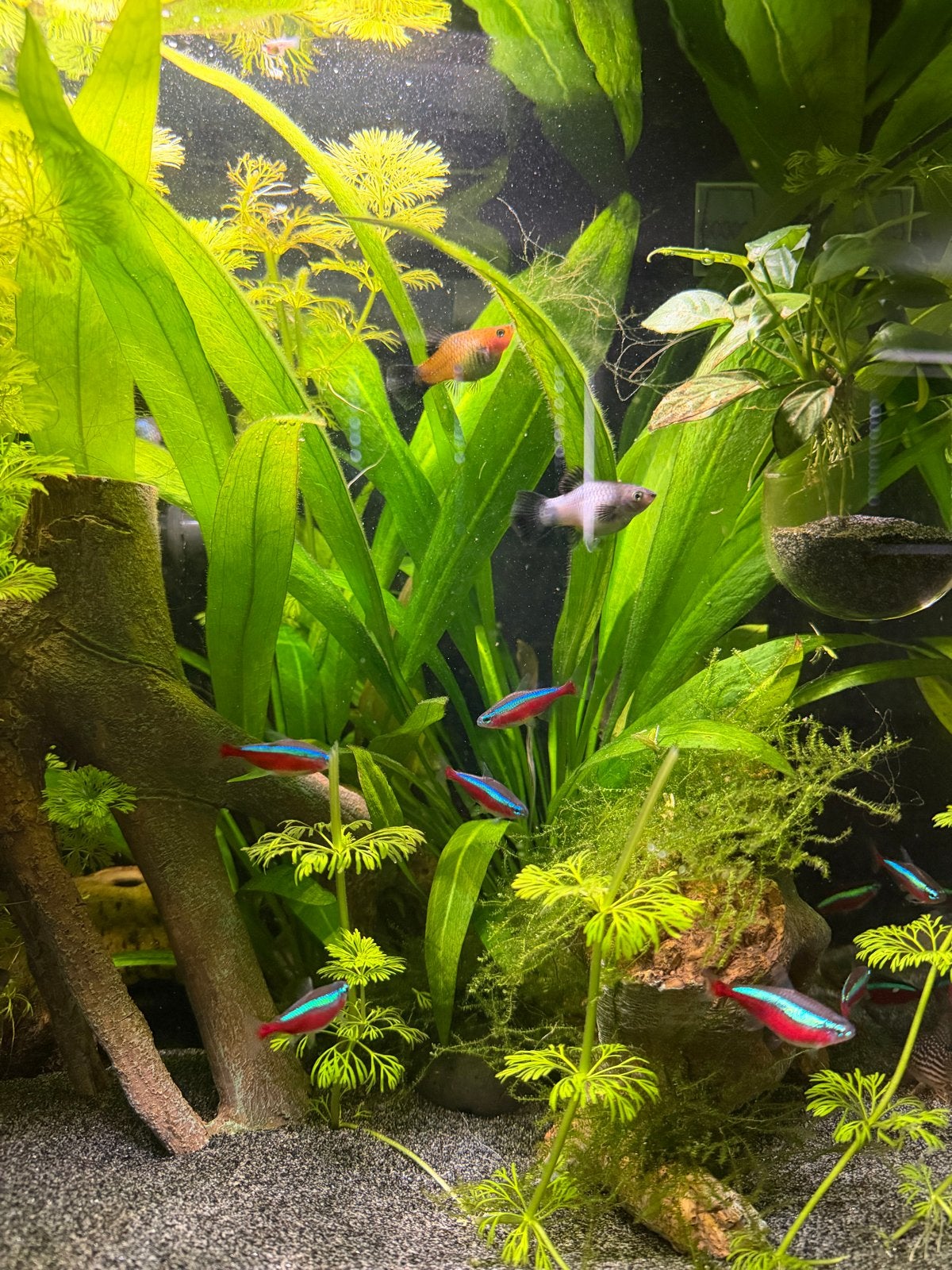 5 platy visjes, gratis afhalen, Dieren en Toebehoren, Vis