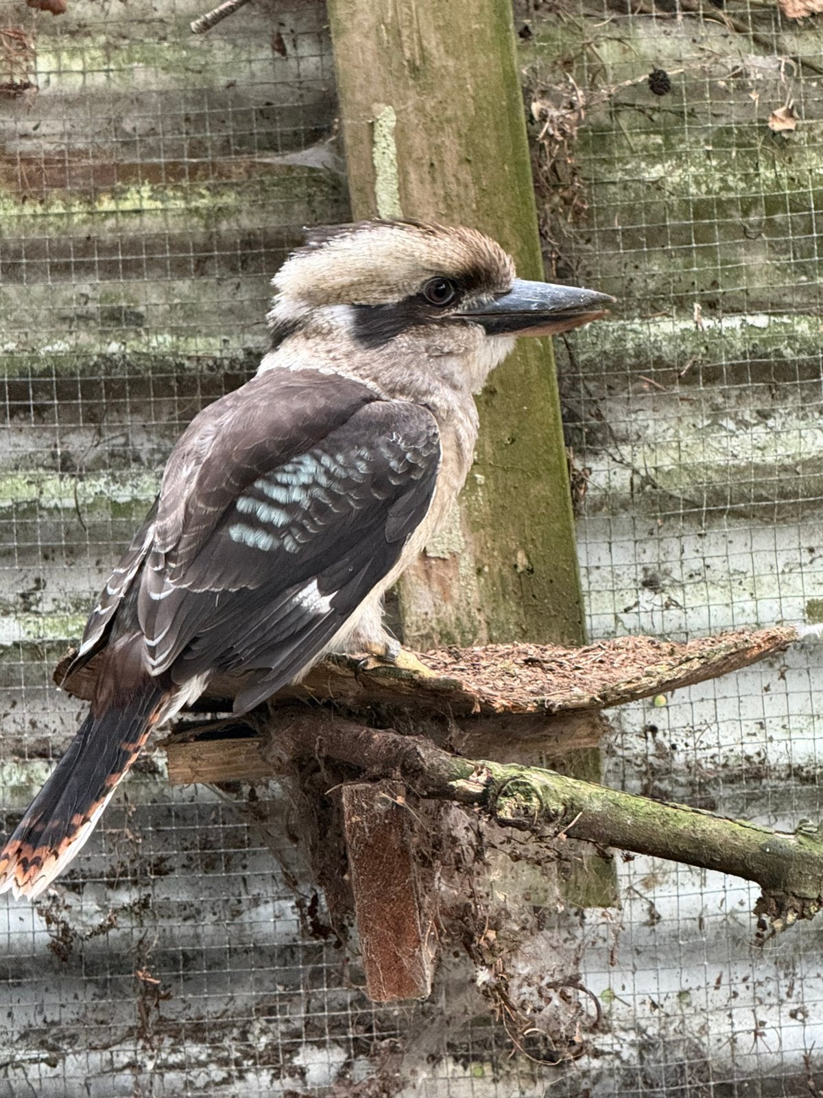 Kookaburra (man), Mannelijk