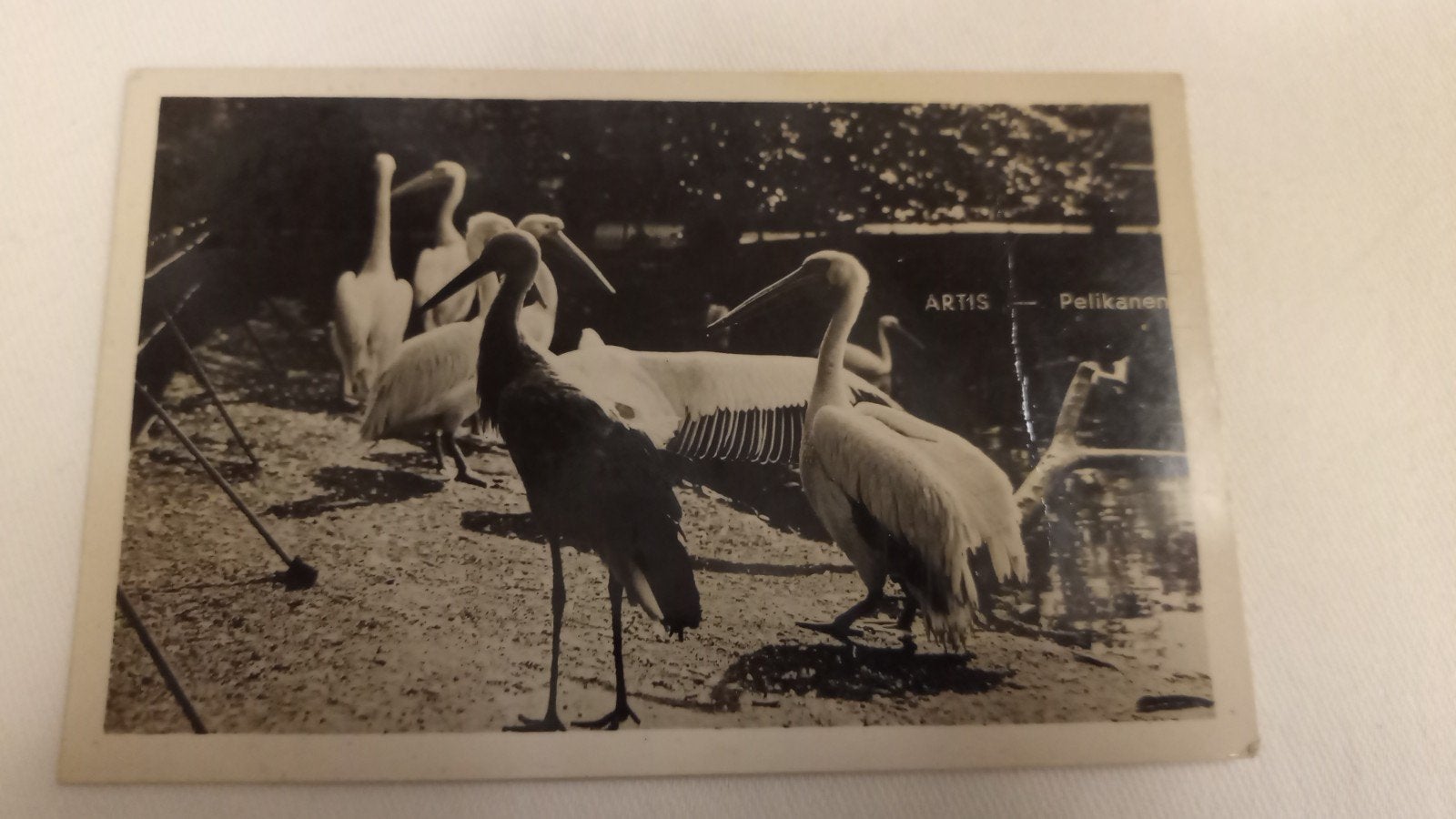 Artis De Pelikanen gelopen 1934 met stempel Artis, Ophalen of Verzenden, 1920 tot 1940, Gelopen, Noord-Holland