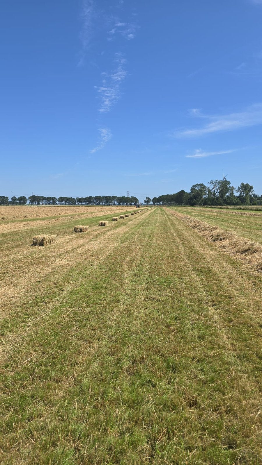 Kleine pakjes hooi., Ophalen, Vee