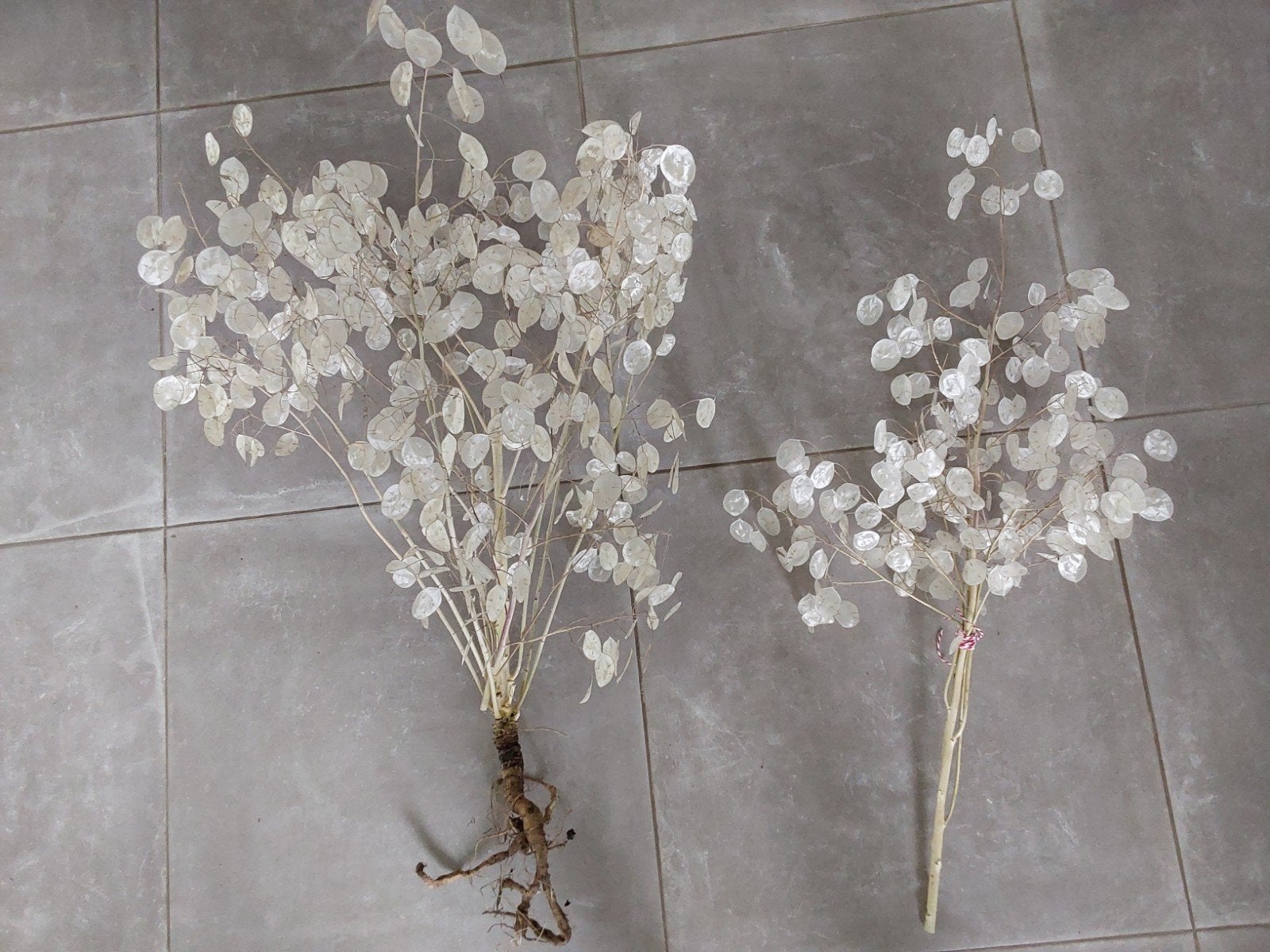 Judaspenning (Lunaria annua) - Kleine of grote bos, Tuin en Terras, Tweejarig, Halfschaduw, Lente, Ophalen