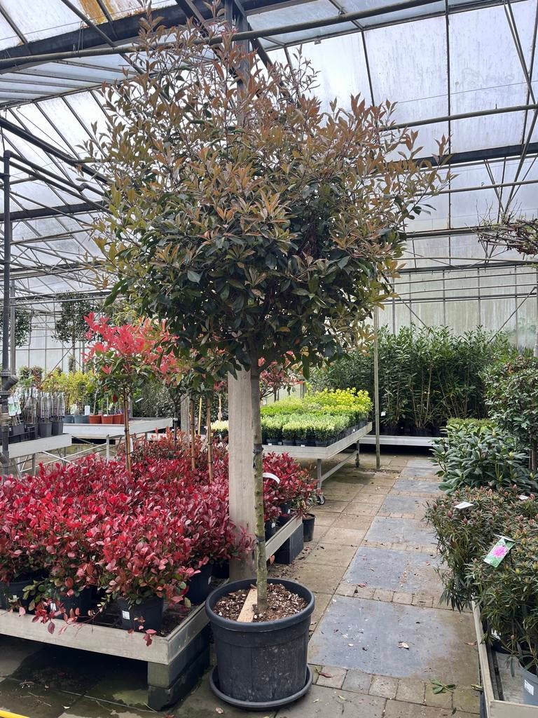 Photinia fraseri 'Red Robin' boom €250, Lente, 100 tot 250 cm, Volle zon, In pot