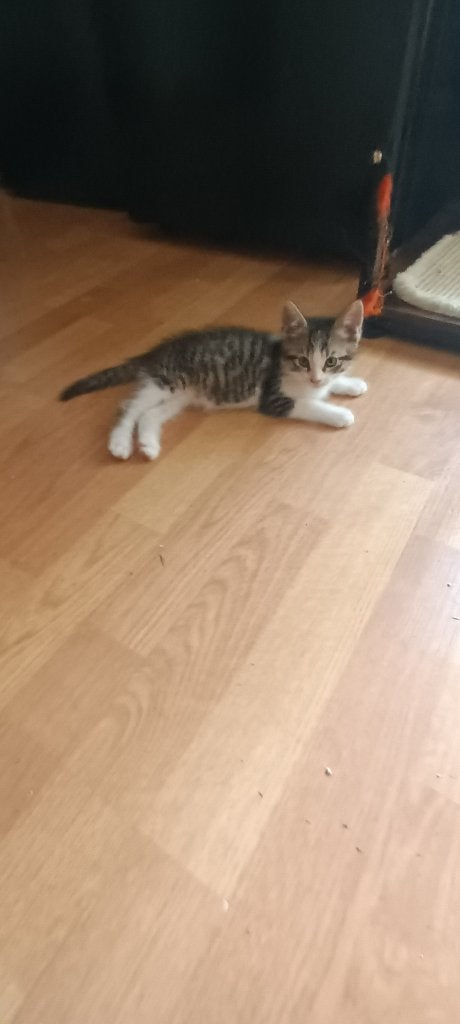 Te koop zeer mooie kitens, Poes, 0 tot 2 jaar