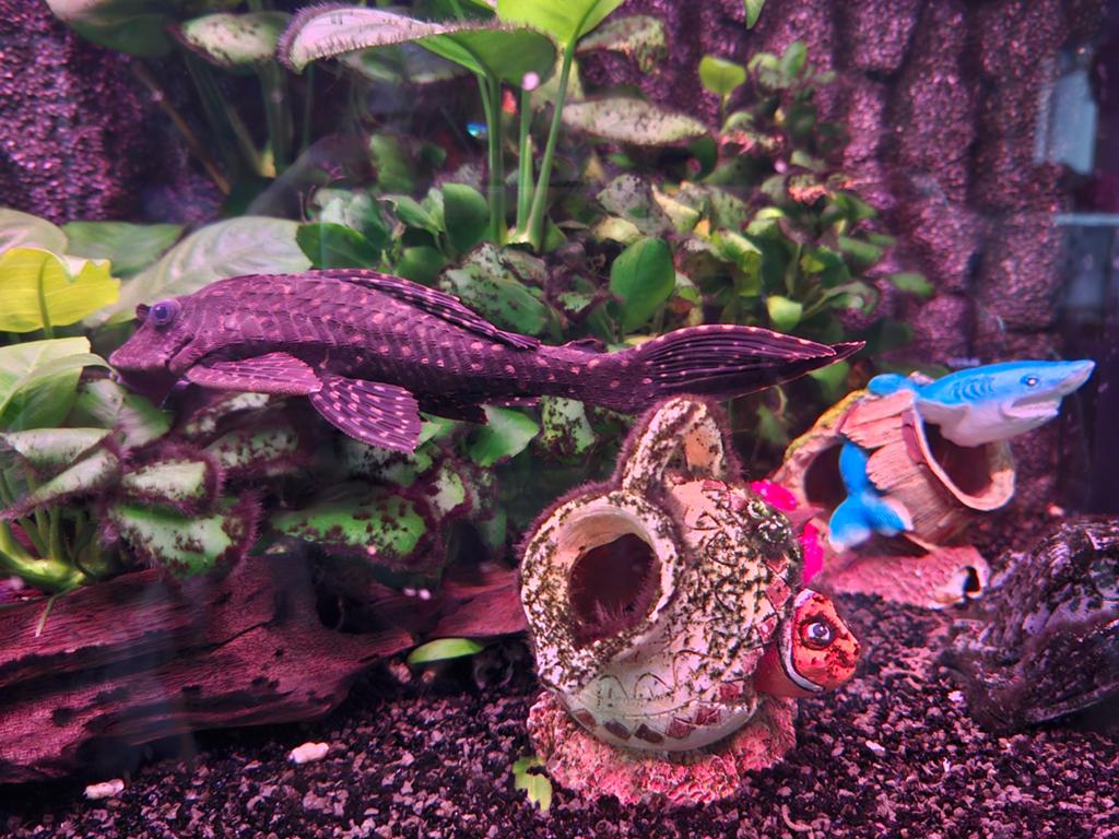 Zeilvin Pleco te koop