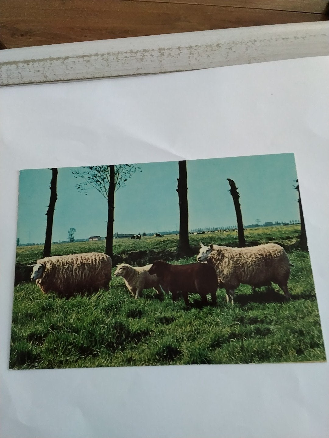 Vintage Ansichtkaart Schapen in Weiland - Jaren '60, Verzamelen, Ansichtkaarten | Themakaarten, Ophalen of Verzenden, 1960 tot 1980