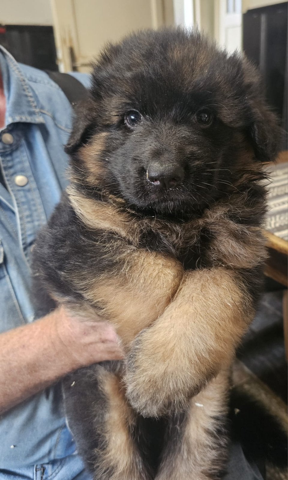 Langstokhaar duitse herderpup (REUTJE)** met stamboom, Reu, CDV (hondenziekte), 8 tot 15 weken, Eén hond