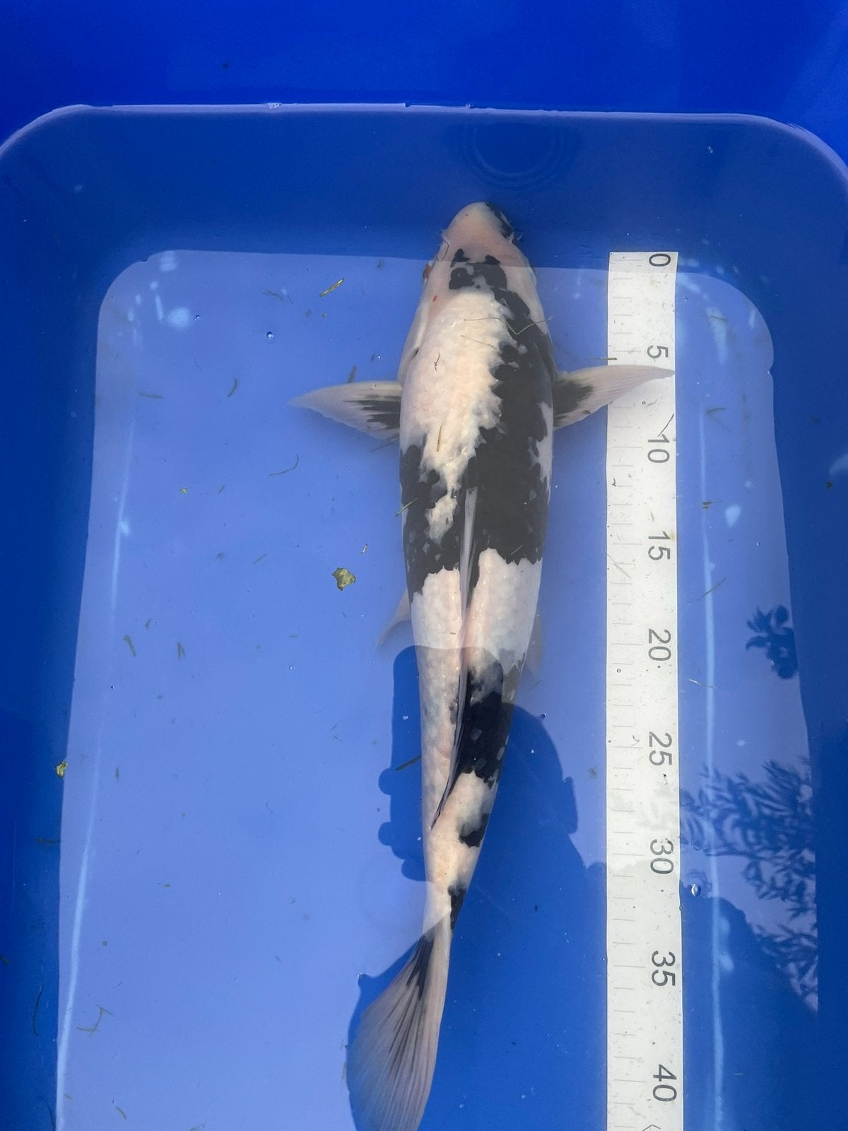 Mooie shiro Utsuri van omosako te koop +-45cm, Dieren en Toebehoren, Karper of Koi