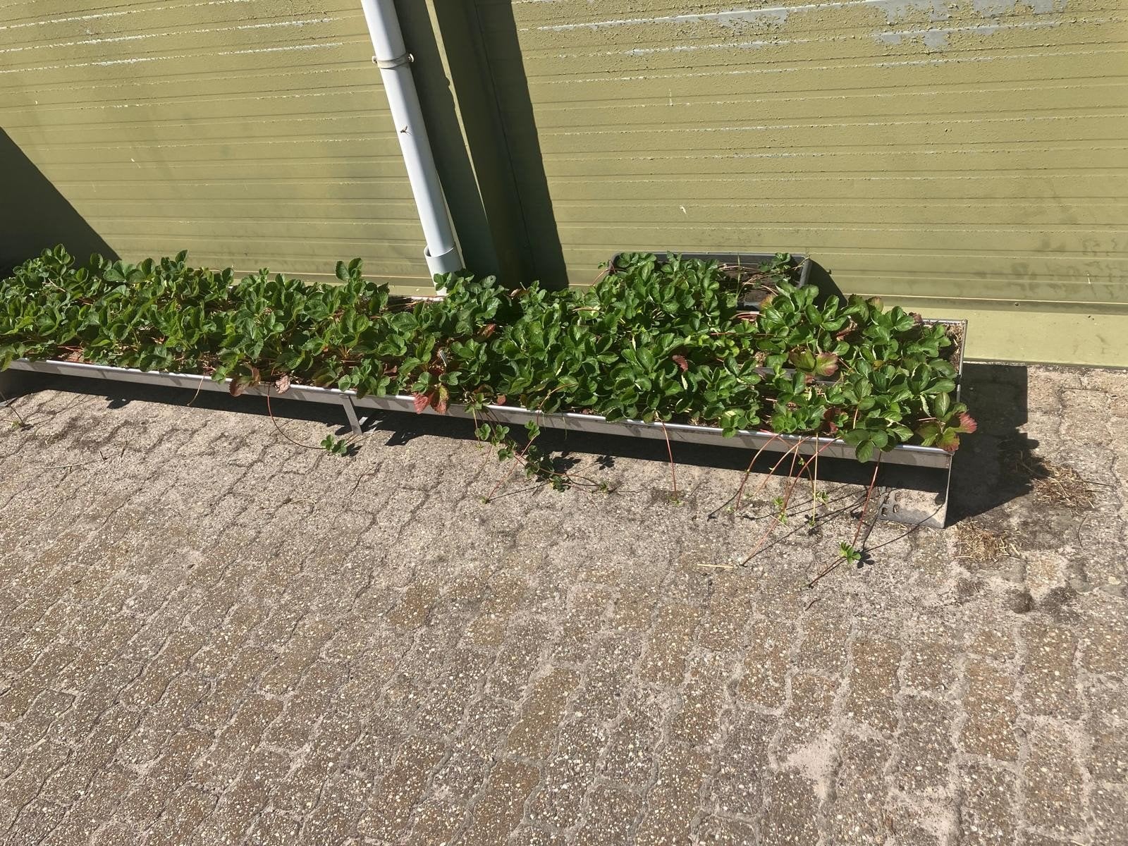 rvs voerbak/trog,  aardbeien/plantenbak., Ophalen