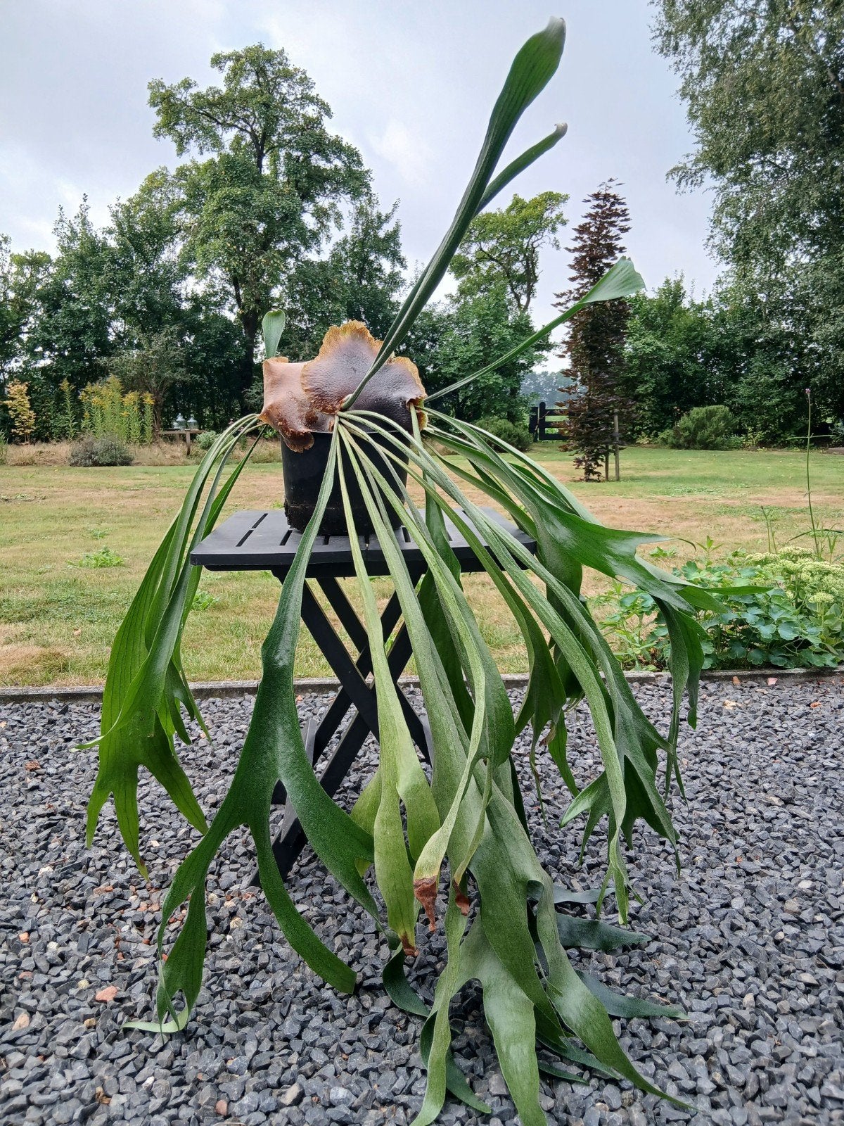 Hertshoorn hangplant, Ophalen, Volle zon