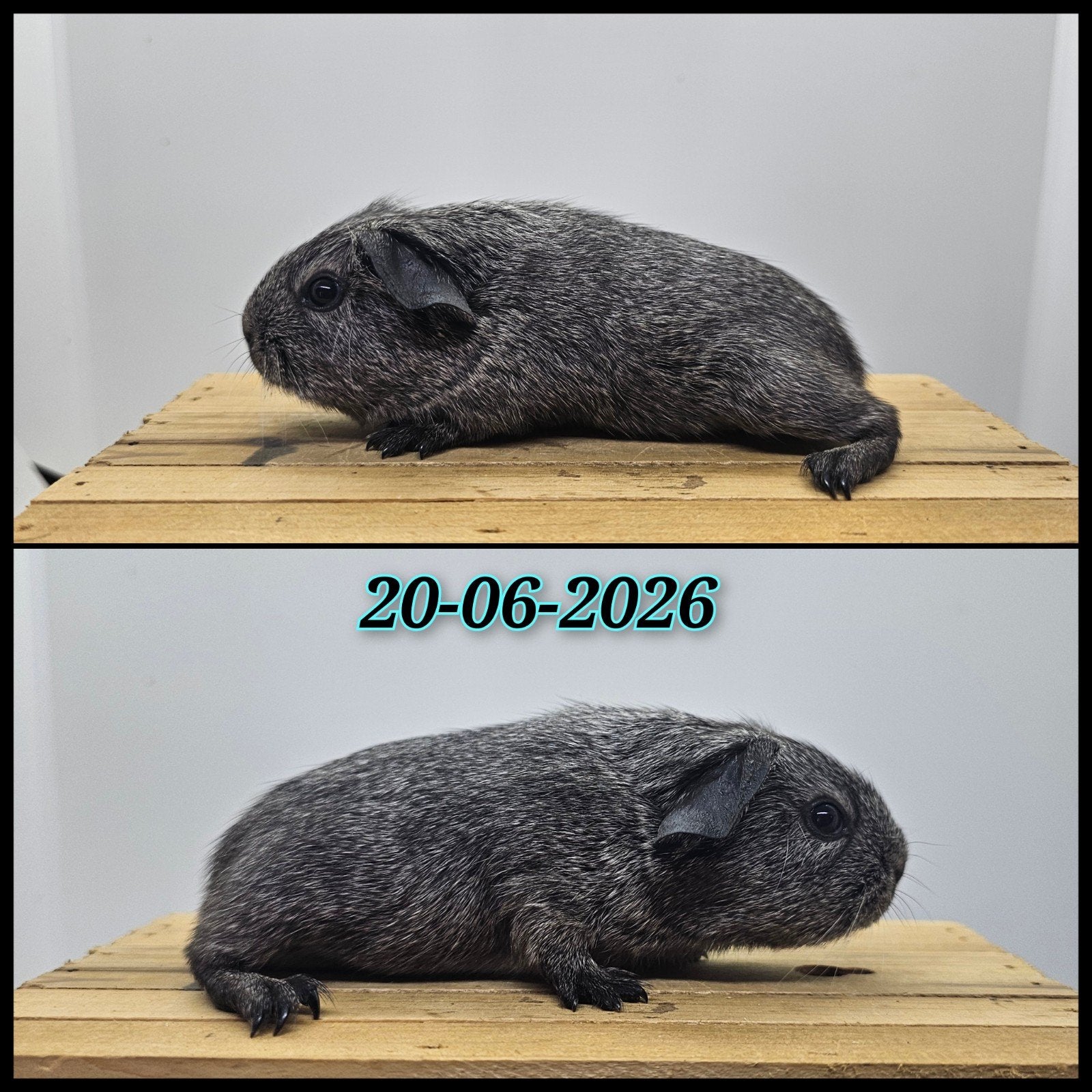 Zilveragouti gladhaar beertje, Dieren en Toebehoren, Cavia, Juni, Mannelijk, Tam