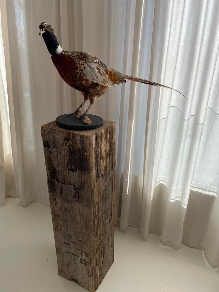 Hele mooie opgezette fazant | taxidermie, Ophalen, Zo goed als nieuw, Vogel, Opgezet dier