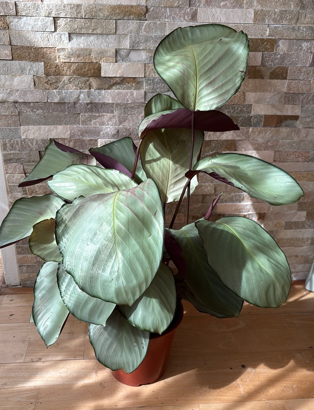 Calathea roseopicta 'Silver Plate', Overige soorten, Minder dan 100 cm, Groene kamerplant, Halfschaduw