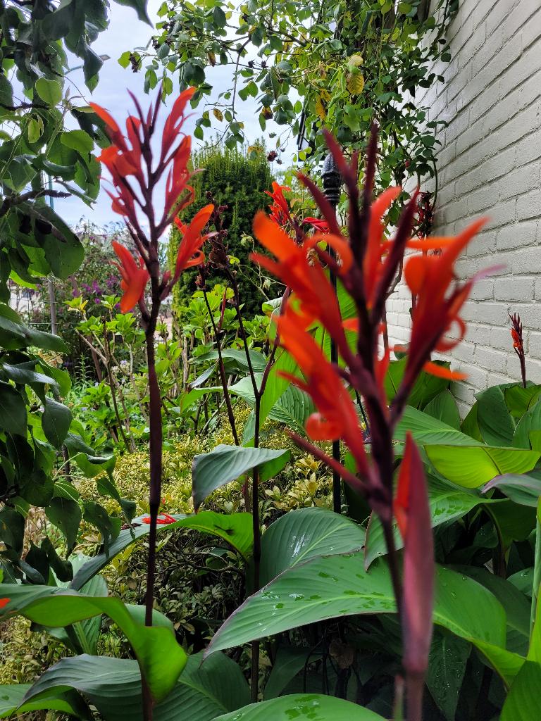 Canna Durban biologisch gekweekt bollen voor in tuin, Ophalen, Vaste plant, Overige soorten, Halfschaduw