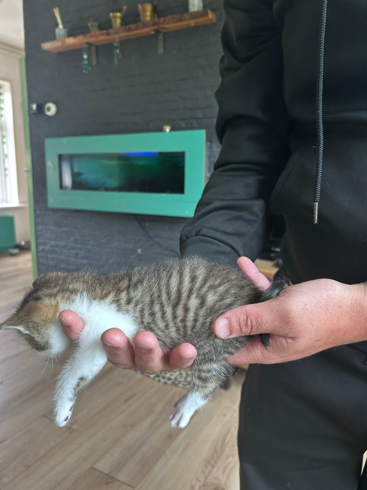 Kitten 1 maand oud, Poes