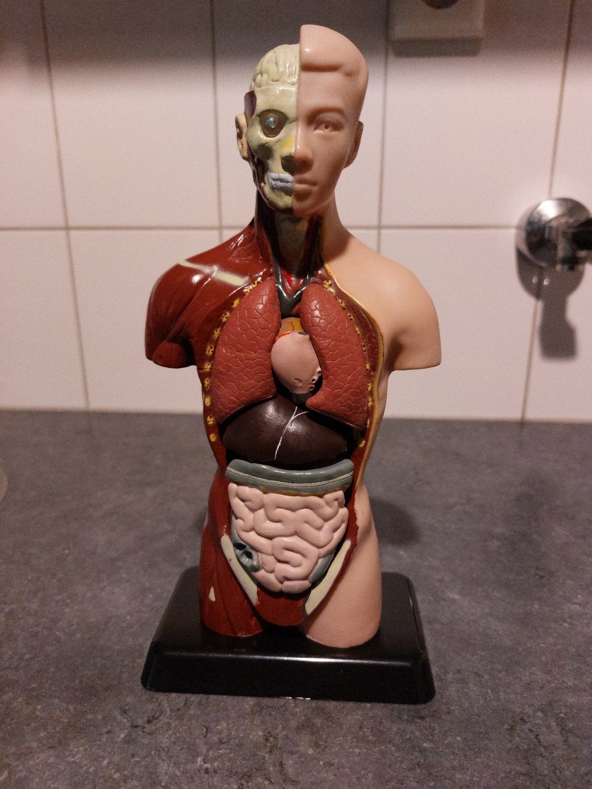 Anatomie model menselijk lichaam - voor dokters of thuis, Ophalen of Verzenden, Gebruikt