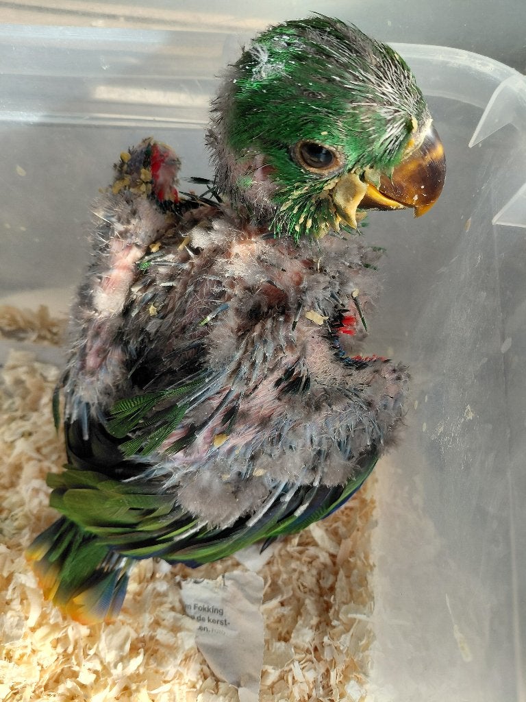 Jonge tamme Edel-papegaai., Dieren en Toebehoren, Vogels | Parkieten en Papegaaien, Mannelijk, Papegaai, Pratend