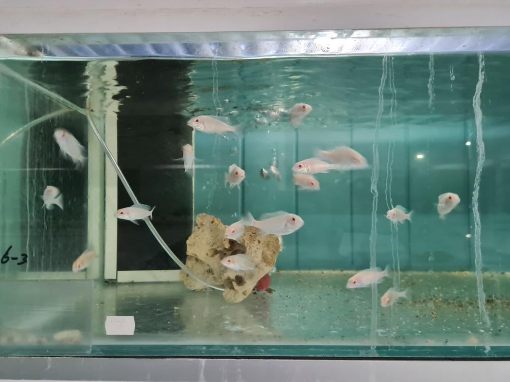 Albino Dolfijn Malawi Cichliden, Cyrtocara Moorii Albino, Dieren en Toebehoren, Vissen | Aquariumvissen, Vis, Zoetwatervis