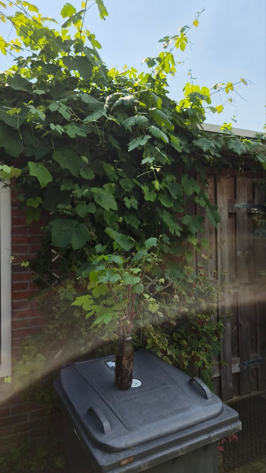Wortelende Wijnstok/ druiven stekken - Klaar om te planten!, Ophalen, Eenjarig, Groenteplanten, Volle zon