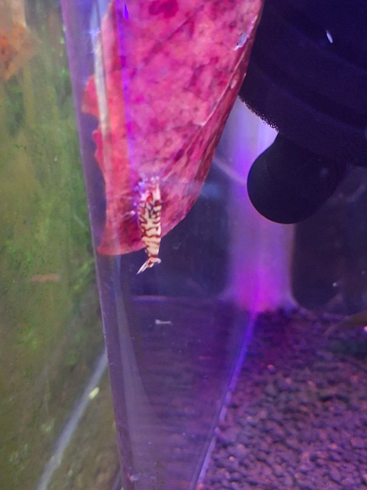 Zebra stradus, Vis