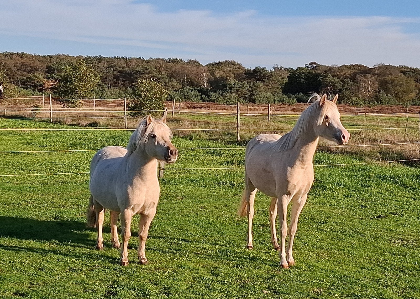 Zeer leuke appaloosa kinderpony ruin en Welsh B merrie, Dieren en Toebehoren, Meerdere dieren, Met stamboom