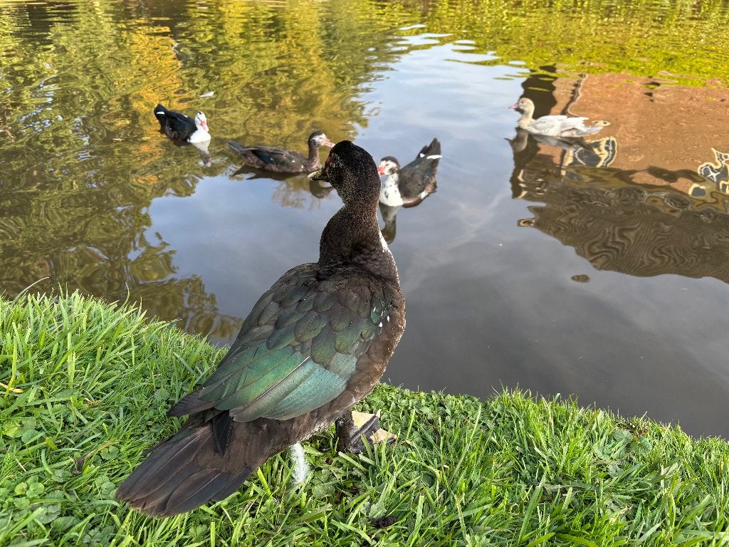 Muskuseenden, Meerdere dieren, Eend