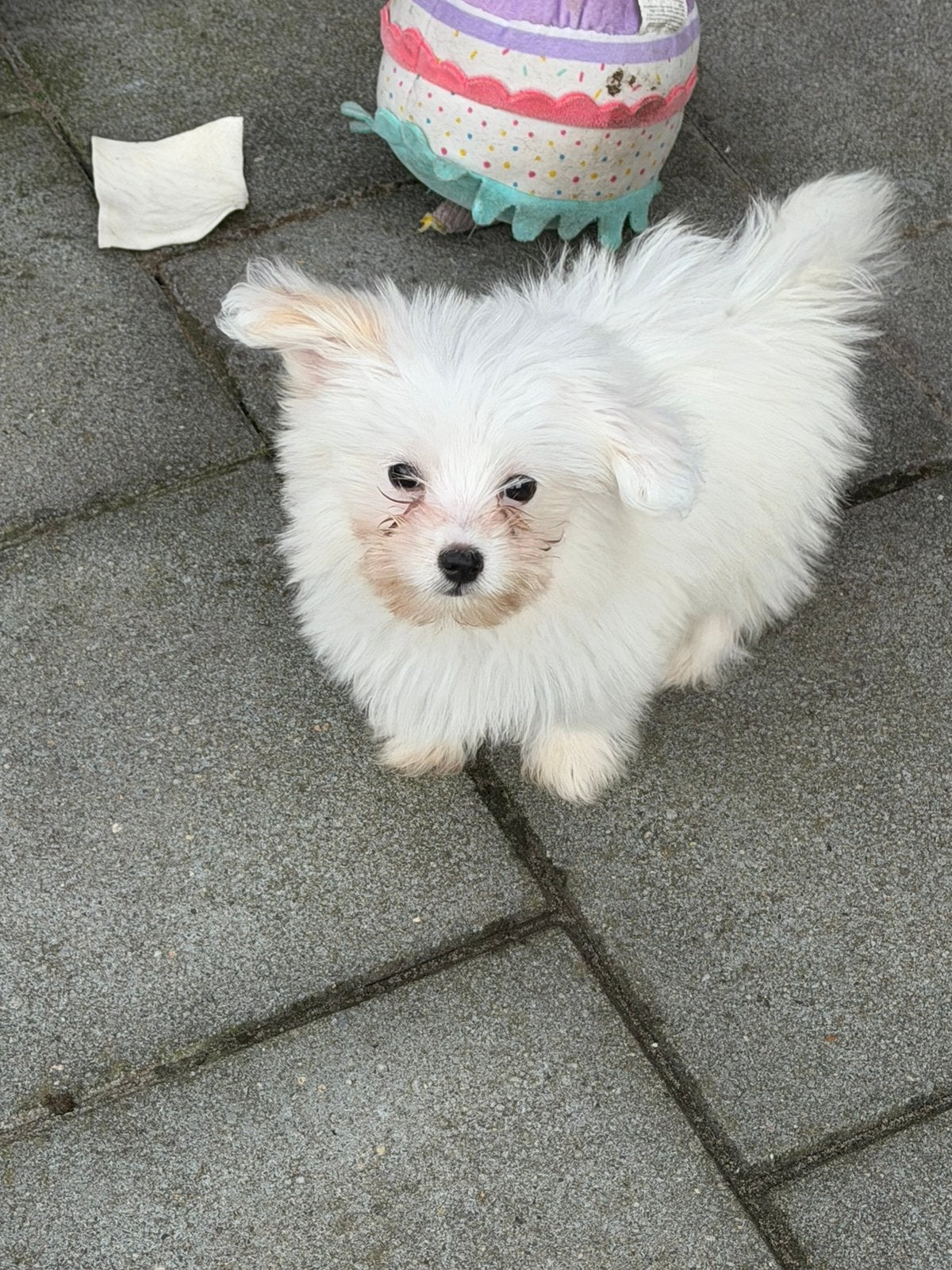 Lieve boomer x pomeriaan reutje, Overige rassen, 8 tot 15 weken, Meerdere, Meerdere dieren