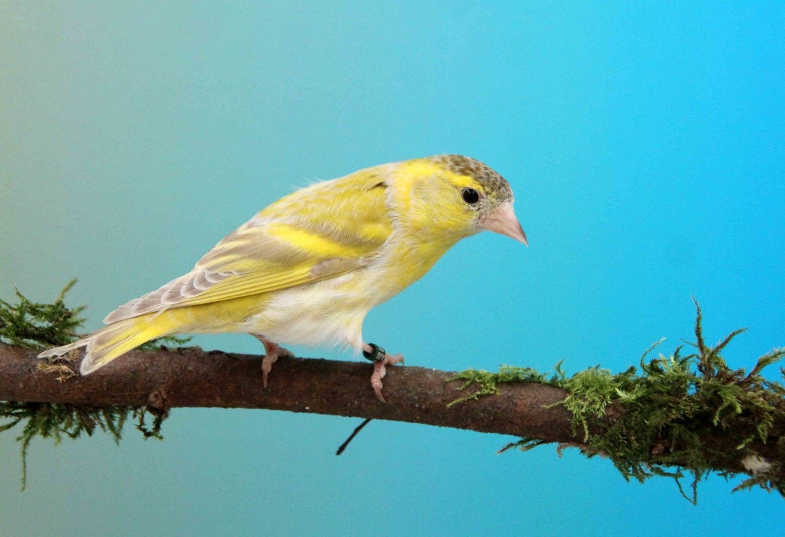 Ik zoek.....Popje Isabel kleur Europese sijs, Dieren en Toebehoren, Vrouwelijk, Wildzangvogel
