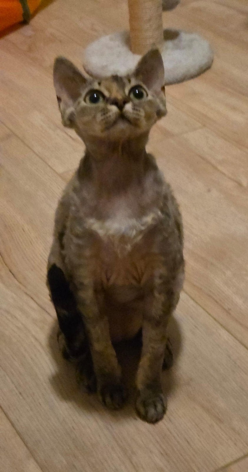 Devon Rex katertje, Dieren en Toebehoren, Kater, Gechipt, 0 tot 2 jaar