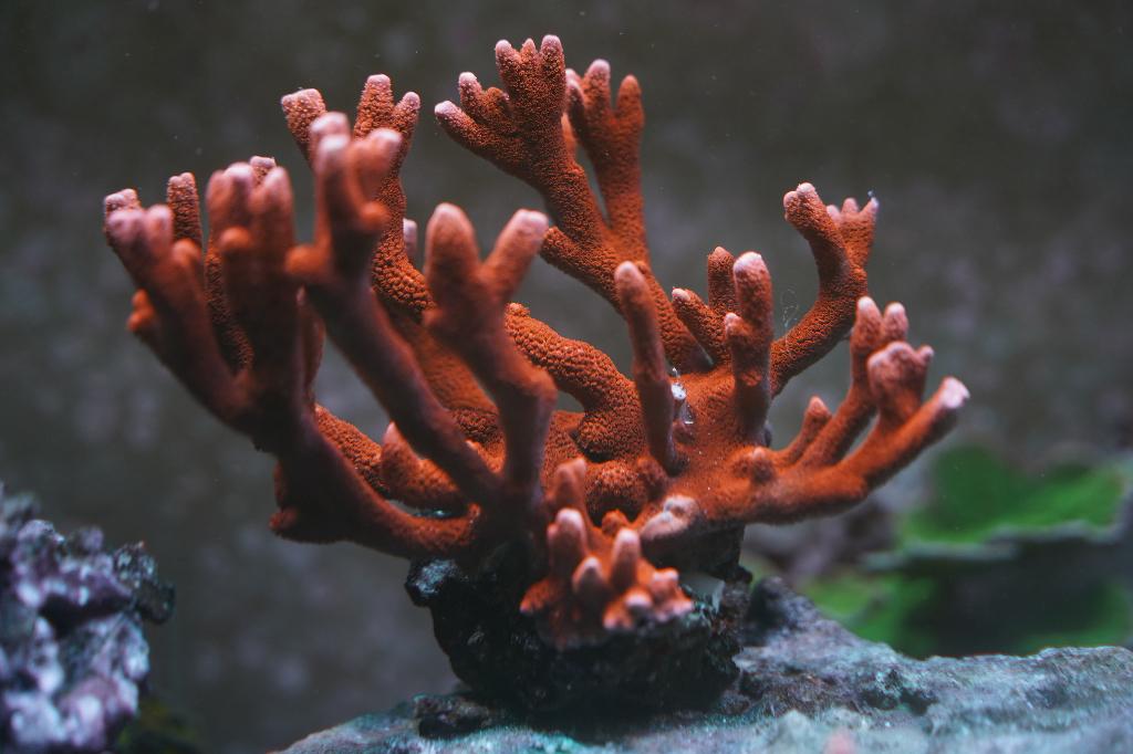 Inhoud aquarium - moederkoralen/los - vissen - levend steen, Dieren en Toebehoren, Vissen | Aquariumvissen, Overige typen, Zoutwatervis