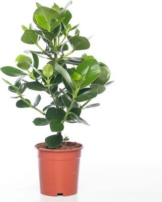 Clusia Rosea Princess - potmaat 17, 60 cm hoog, Overige soorten, Vaste plant, Verzenden, Bloeit niet