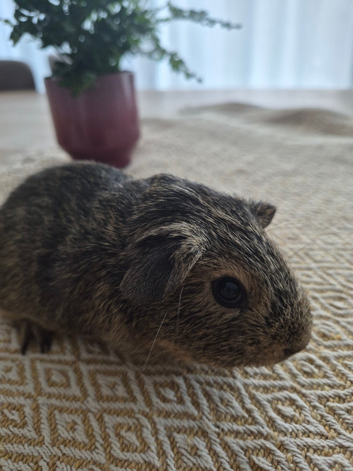 lief cavia beertje Agoutti/bruin, Cavia, Mannelijk, Tam, September