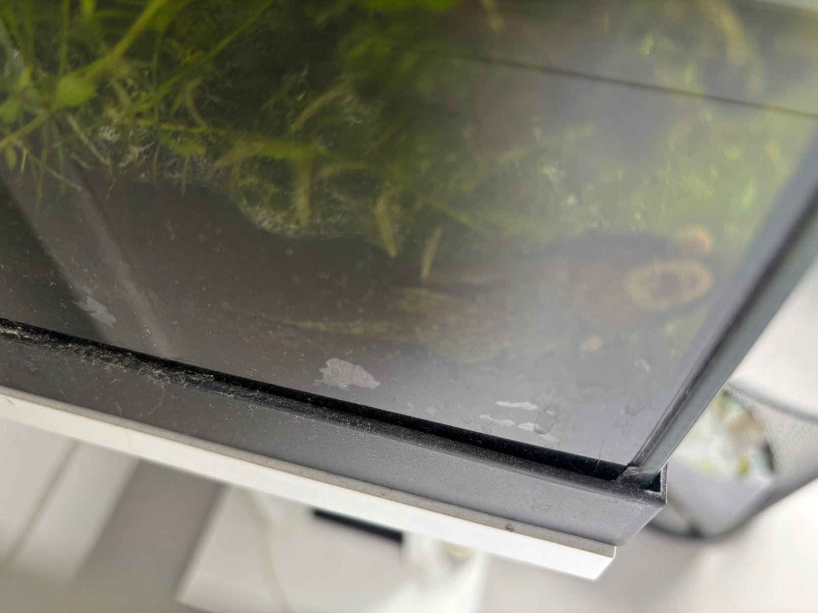 Meerval (7 a 8 cm), Dieren en Toebehoren, Vissen | Aquariumvissen, Vis