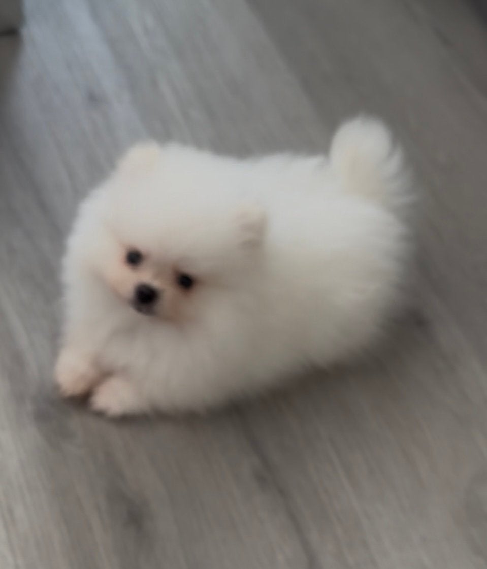 100% Pomeriaan Pup Reu NL Nest, Dieren en Toebehoren, Honden | Poolhonden, Keeshonden en Oertypen, Reu, Keeshond, Particulier